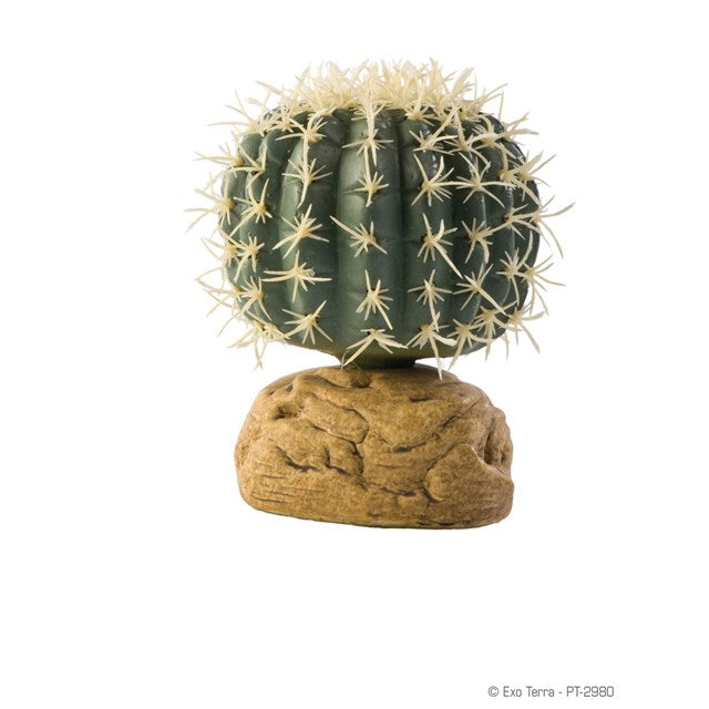 elefantenohr pflanze ikea Kaufen Sie jetzt Zimmerpflanze Elefantenohr Alocasia wentii main image 0