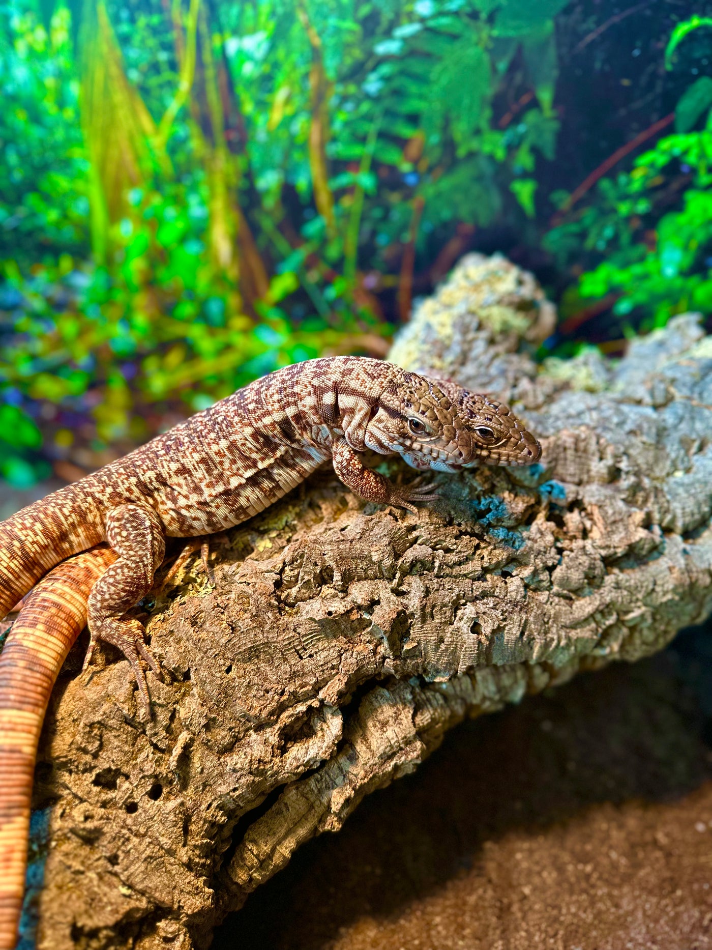 Ödla - Argentinsk Teju - Collins Reptiles