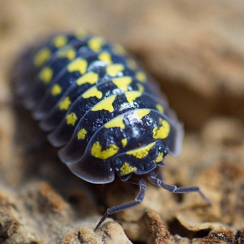 Gråsuggor, blandad startkultur. Bioaktivt terrarium. Bioaktiv ...