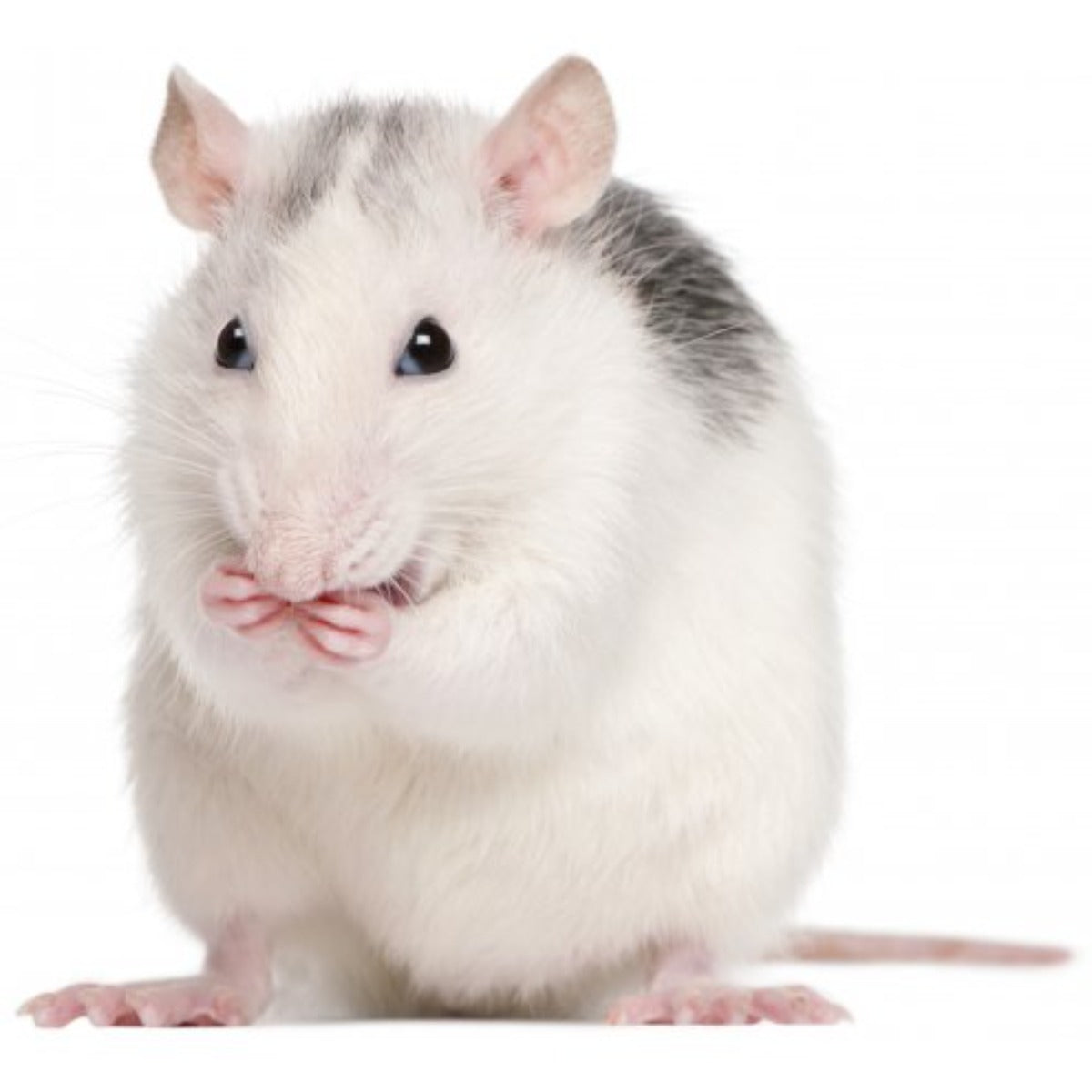 Frysfoder - Råtta 150g+ 5st – Terrariebyggarna AB