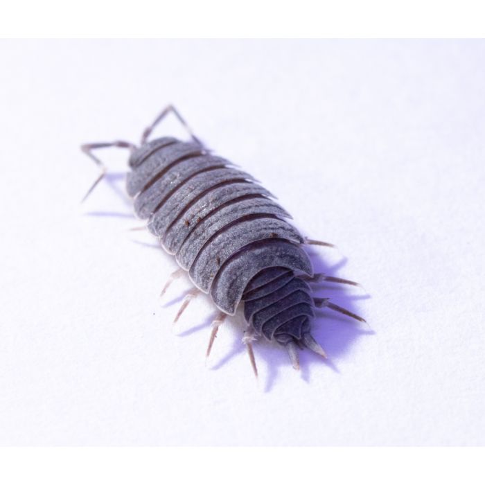 Gråsuggor - ''Powder Blue Isopods'' Porcellionides pruinosus - 20 st